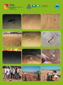 caretta caretta collage
